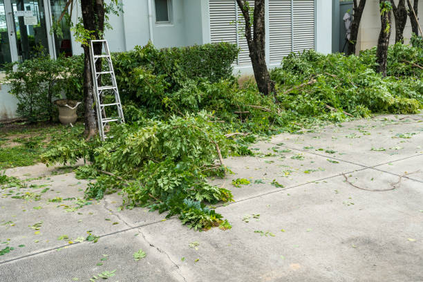 How Our Tree Care Process Works  in  Mosheim, TN